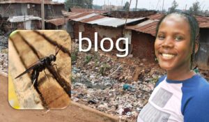 Blog post image with black soldier fly and filth on the background