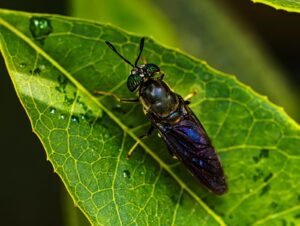 A black soldier fly image landing on a green leaf