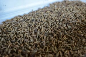 Black soldier fly larvae in a tray