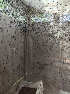 A love cage image containing Black soldier flies