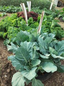 freshly grown vegetables