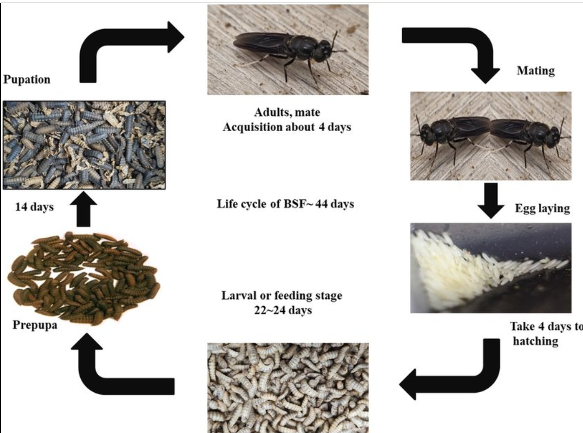 Life cycle of Black Soldier Fly