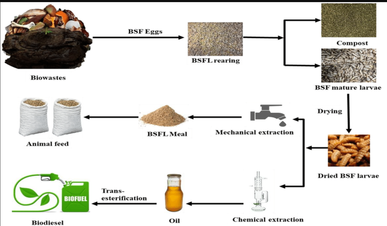 Advanced Techniques of Black soldier fly larvae value additions