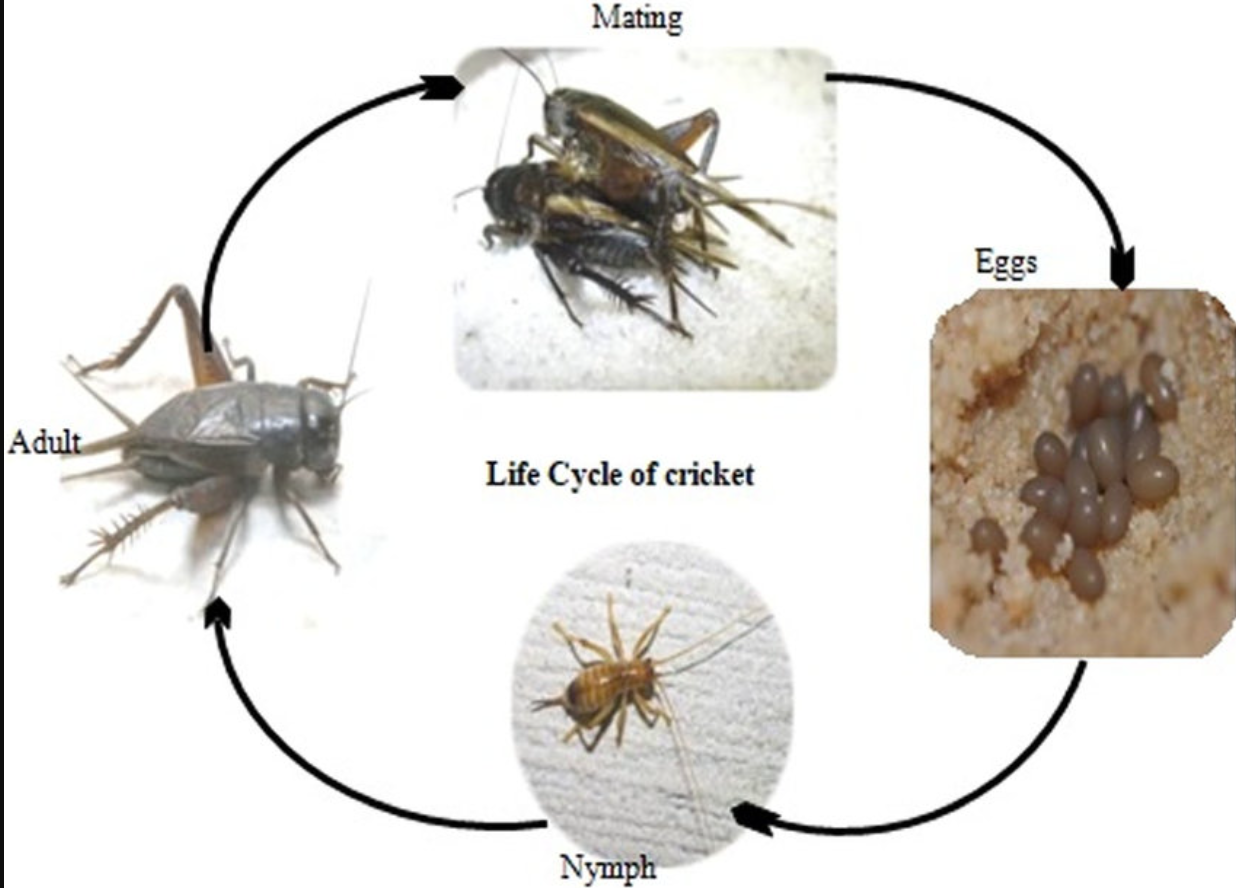 Life Cycle of Crickets