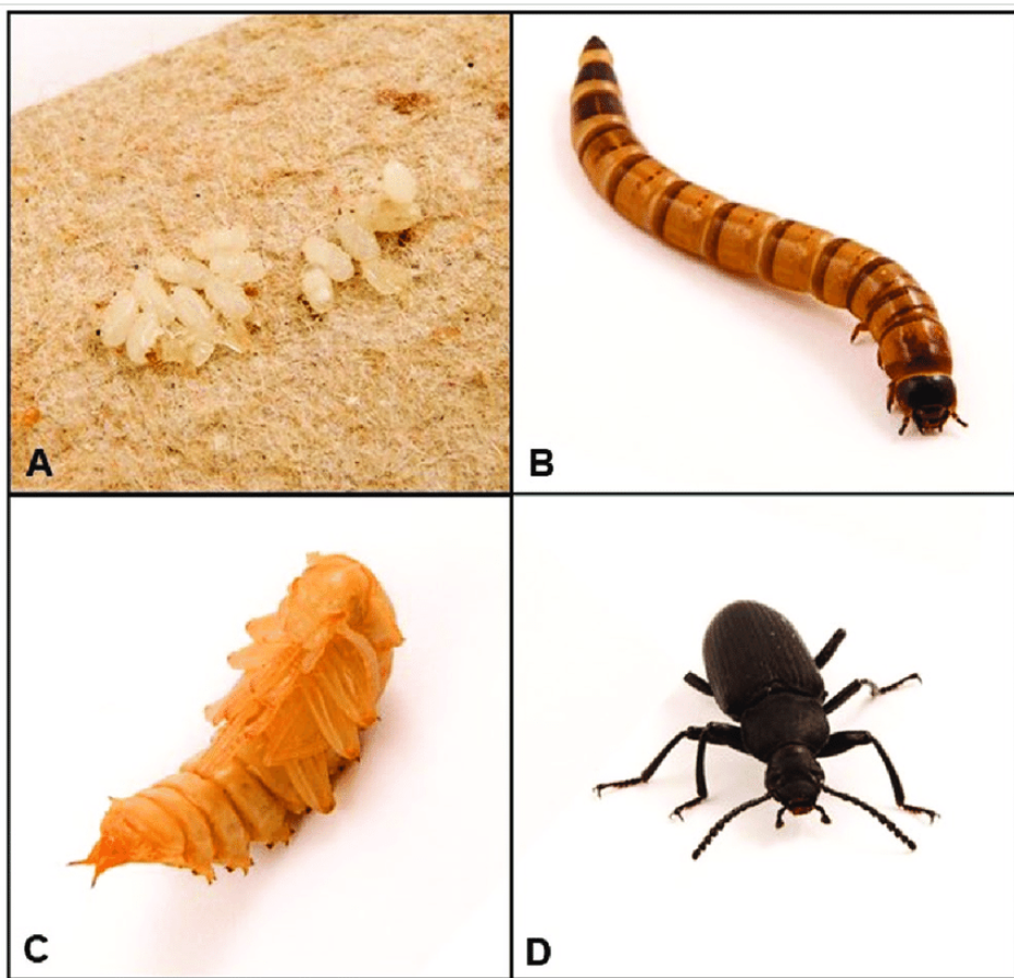 Life Cycle of Super Worms