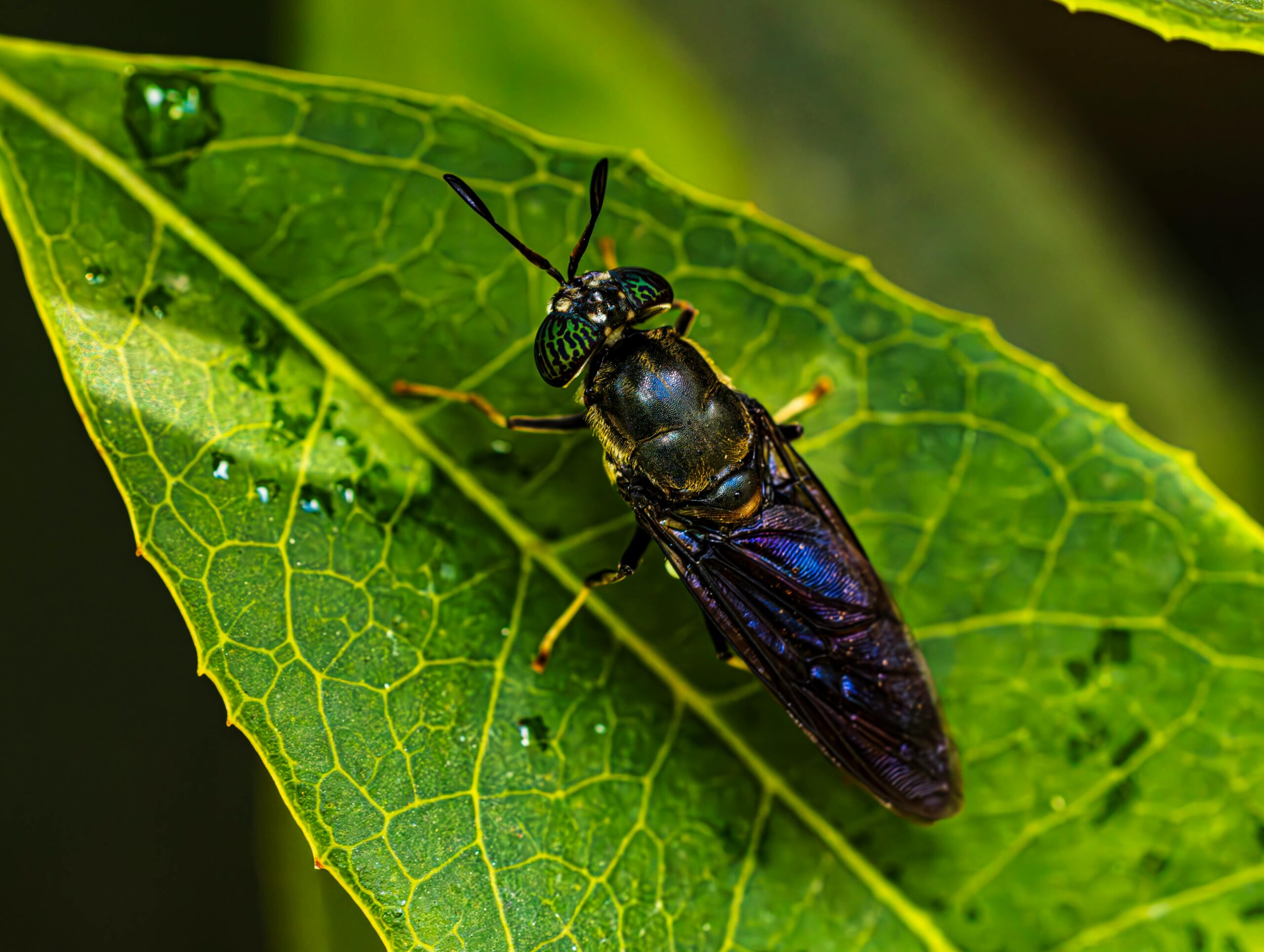 Black soldier fly image on a green leaf