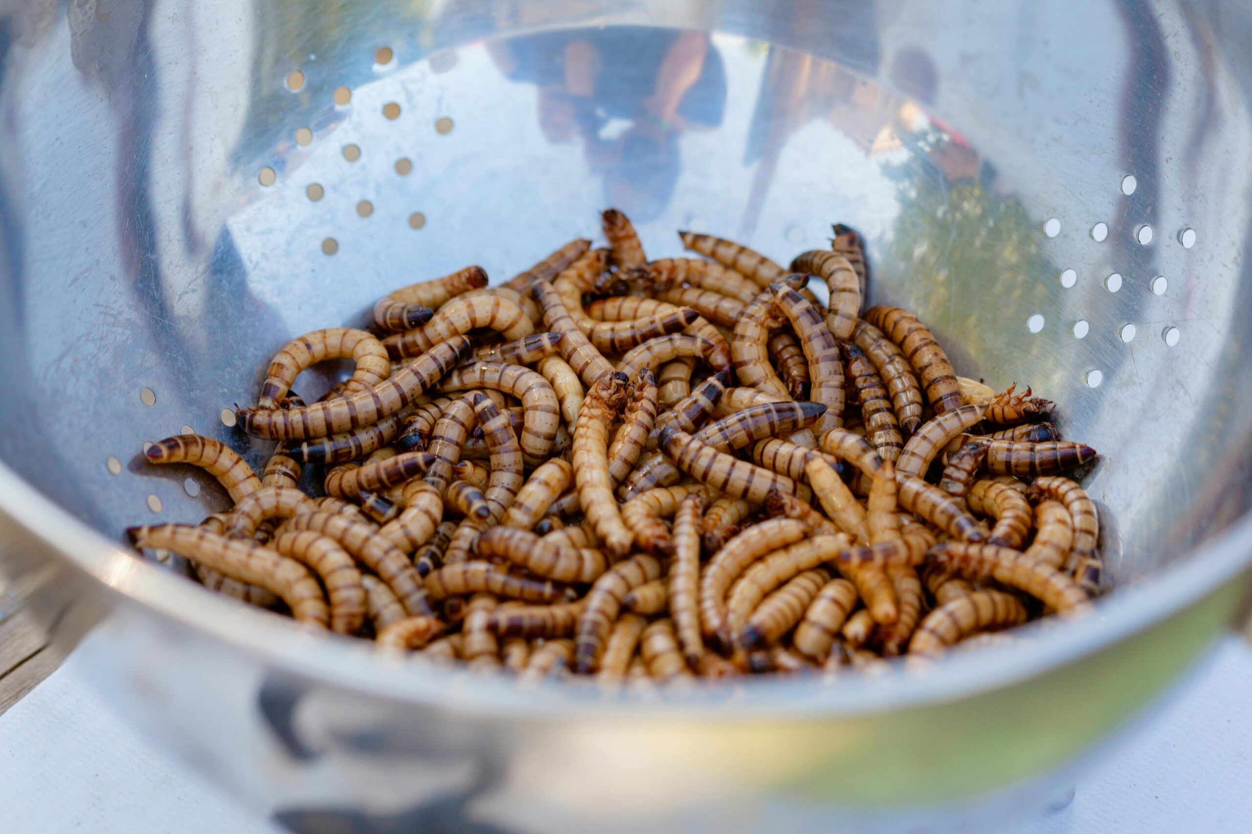 super worms images in a bowl