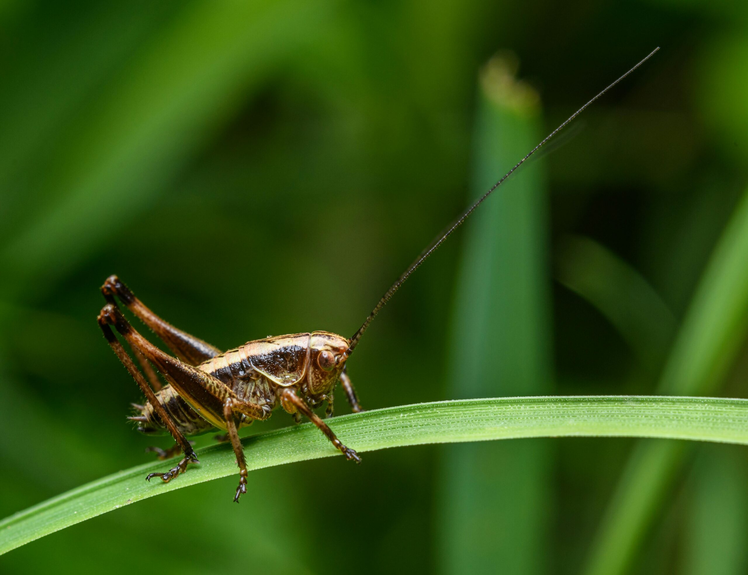 Cricket image on a leaf