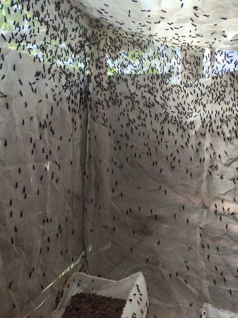 A love cage image containing Black soldier flies
